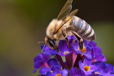 Bienenfreundliche Pflanzen nach Blütezeit