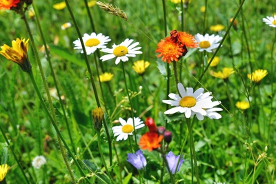 Blumenwiesen für Schmetterlinge und andere Insekten